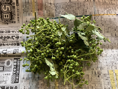 【農薬不使用！！ピリリと辛い和のハーブ】山椒の実　約100g