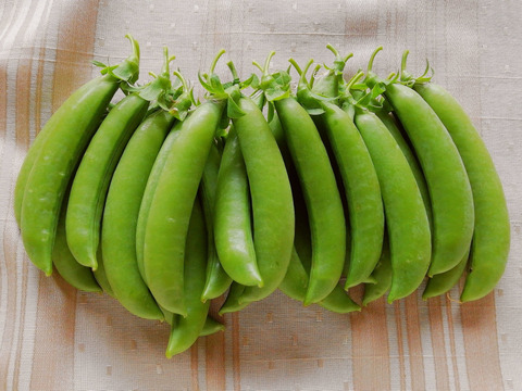 スナップエンドウ【栽培期間中農薬不使用】