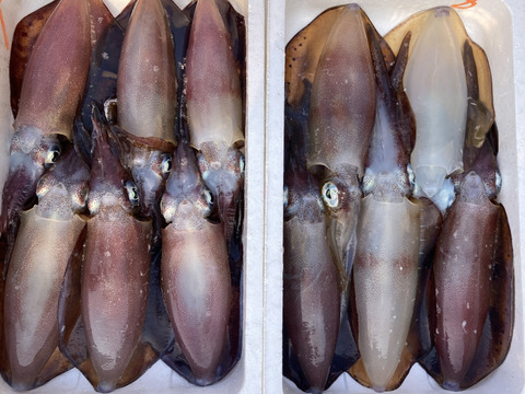 【長崎五島産】アオリイカ1kg（冷凍）年末年始食卓を彩る最高級イカをどうぞ！漁師直送