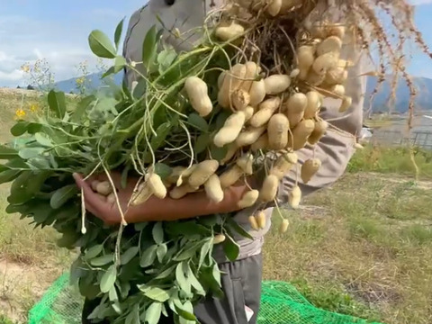 至高の生落花生400g自然栽培