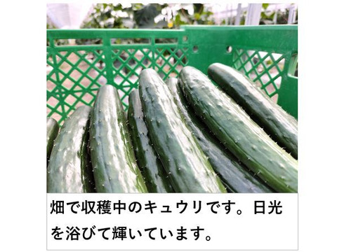 朝採りシャキッとパリッとキュウリ 鮮度抜群！12本/約1kg