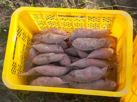 さつまいも　ホクホク系　金時芋　肥料農薬不使用、自家採種3㎏