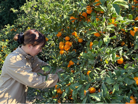 【アワード受賞福袋】応援ありがとう！仲屋の柑橘 食べ比べセット 《3月下旬発送》仲屋 海瀬農園  バラエティセット