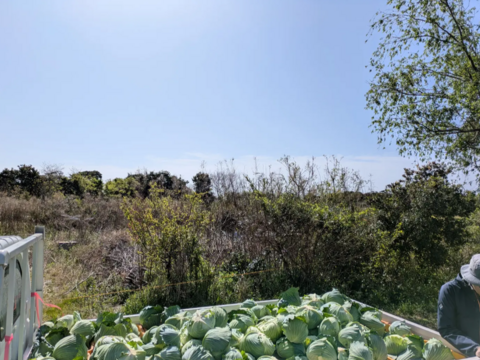 食べてみりん🥦🥬セット