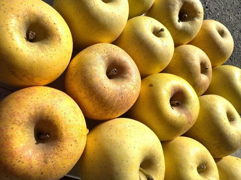 小玉はるか！【スマートフレッシュりんご家庭用約3ｋｇ】（玉数指定不可）