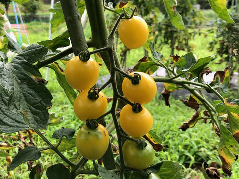 希少な【自然栽培】のカラフルミニトマト【4～6種類】（300g）