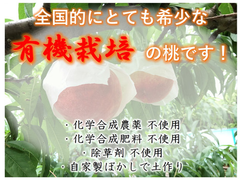 【有機栽培の美味しい浅間白桃約2kg】自然に優しく希少でジューシーな天然桃(6～7個入)！
