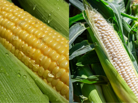 【2種類ミックス！】メロンより甘い糖度18度以上！ 生で食べられるあま～いフルーツコーン黄色と白(5kg)