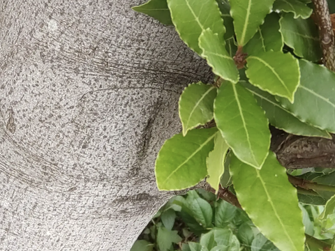 【まとめ買い用】ローリエドライ🌿刻みローリエ🌿ハーブ🌿月桂樹🌿ポプリ、サシェ、お風呂等に◆オーガンジーの袋に入れてお届け（ローリエの葉 約50枚分）🏣ゆうパック60サイズ