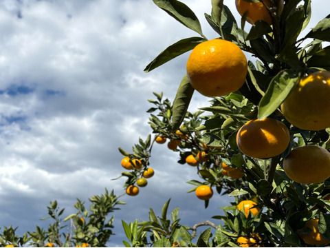 さっぱりとした甘みと酸味！果汁たっぷり『高林早生 みかん』3kg サイズ混合 たかばやし 3キロ