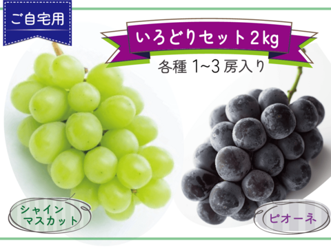 どちらも食べたい‼岡山県産『シャインマスカット＆ピオーネ』いろどりセット＜ご自宅用2kg＞