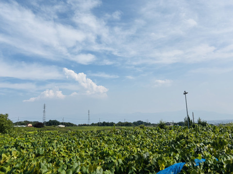 シャインマスカット・ピオーネ・巨峰3房1.3kgセット