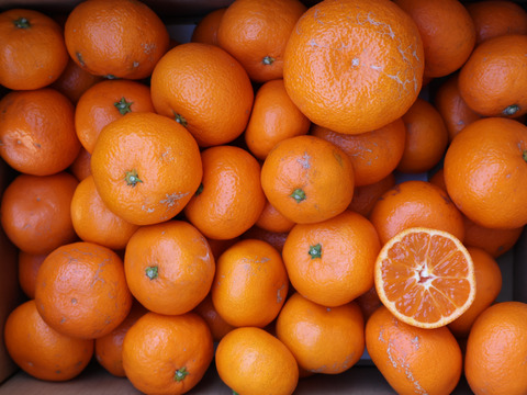 農家直送！有田みかん3kg.≪訳あり（サイズ混合）≫【平武農園】～蛍飛ぶ町から旬の便り～　和歌山｜有田｜田口｜ギフト｜こだわり　産地直送　お取り寄せ