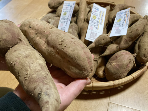 【福袋】限定50箱🉐熟成さつまいも食べ比べ🍠個性的な形でも味は同じ🍯《訳あり》蜜溢れる安納芋、安納黄金、紅はるか（ご家庭用•10キロ）見た目が気にならなければ超お得！年に一度だけの特別な福袋✨