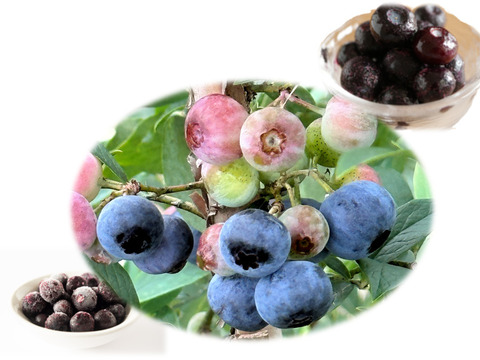 完熟手摘み選別した冷凍ブルーベリー１Kg ：ラビットアイ系（250gの4パック）：ひと粒に、自然の贅沢をそのまま閉じ込めて。凍ったままが美味しい！