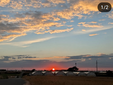 ミニ紫キャベツ　３キロ