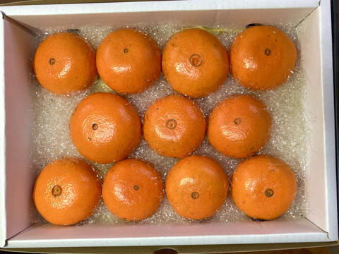 【冬ギフト】絶品！高級品種！　美味しさ間違いなし津之輝（L・2L)2kg