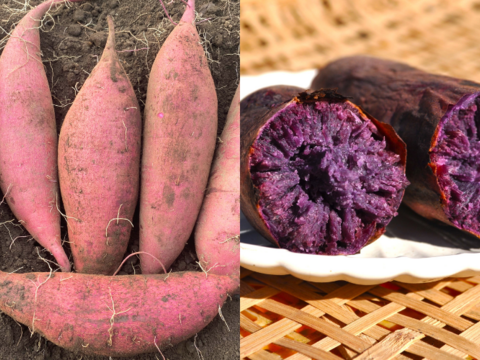 【限定200セット】さつまいも食べ比べ便（食べチョク公式）