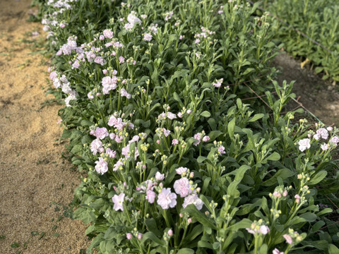 【にこにこストック】冬ストックの産地山形県さがえ産【ストック・カルテット】40cm~50cm　3本 色おまかせ【白、ピンク、アプリコット】甘い香り　ふりふりの八重咲　お部屋で春を花のある生活