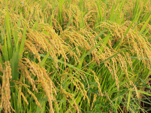【つや姫　玄米5kg】【令和5年9月下旬収穫】山形置賜飯豊　13年連続特A　特別栽培米