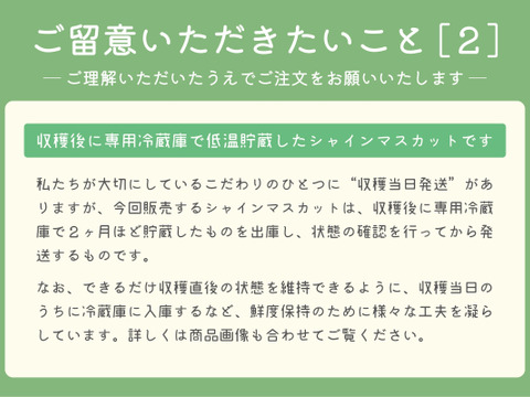 ■低温貯蔵■冬に味わうシャインマスカット２房セット