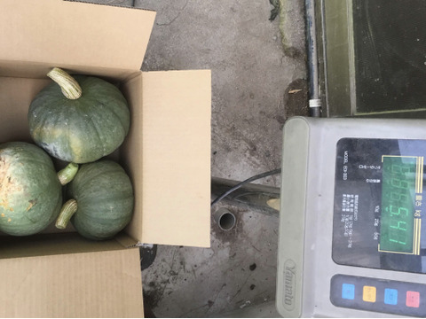 【限定販売】🎃固定種かぼちゃの 5キロ以上とにんにく500gセット！無農薬・自然栽培・旨み野菜！