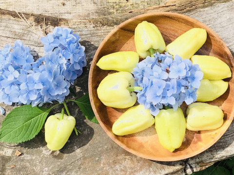 すべて農薬不使用の旬のチョットずつ野菜セット✨美味しいをお届け【数量限定】