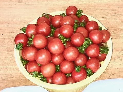 完熟ミニトマト（１ｋｇ）【減農薬栽培】