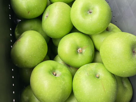 すっぱい青りんご 『ブラムリー』 (B品1㎏)