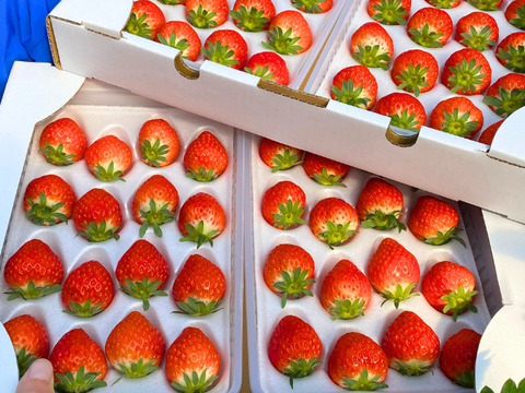 【売り切れ】　【限定100セット】いちごグランプリ受賞いちご食べ比べ便【Aコース】（食べチョク公式）