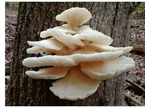 【確認用】岩手雫石町産 天然 ブナハリタケ カノカ 500g〜 ぶなかのか(ぶなはりたけ)300g以上～ お味噌汁・油炒め・煮物に最適