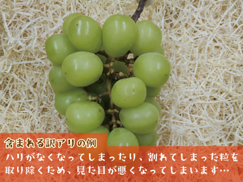 ■訳あり■冬に味わうシャインマスカット！低温貯蔵２房セット