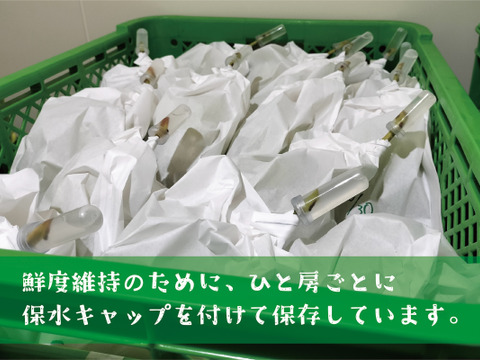 ■低温貯蔵■冬に味わうシャインマスカット２房セット