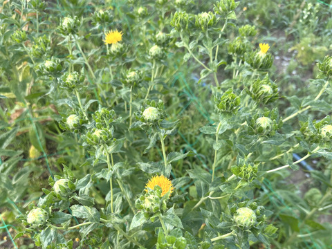 【産地直送／ベニバナ、３束（１束約６本】なかなか花屋さんで出会えない元気いっぱいの希少な花ベニバナ。ふっくらとした葉の間から顔をのぞかせる、鮮やかなベニバナです。ドライフラワーにしてもオススメ！