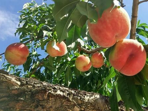 福島の桃がたっぷり【農家の手作り桃シロップ6本セット】炭酸や焼酎に　モモ・ももジュース