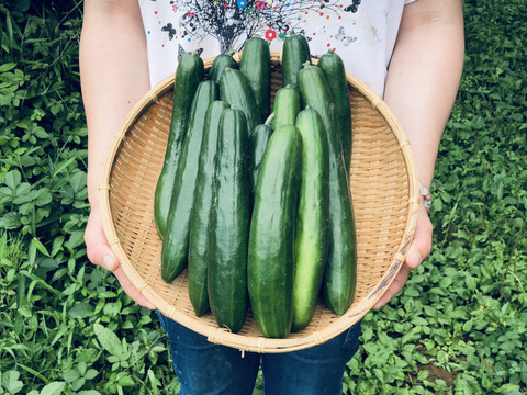 カリッ『やみつききゅうり』2 kg！！【夏限定販売】農薬不使用！