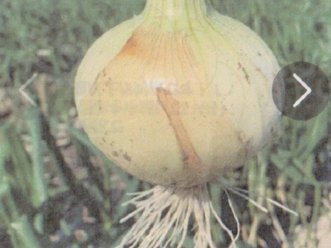 淡路産 新玉葱 ５Kg 箱入り　　サラダで美味しい