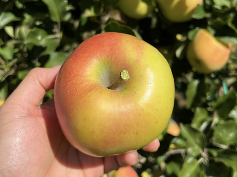 【このりんごを嫌いな人はいますか？？】名月 10キロ箱 訳あり品 22～56玉サイズ 商品ID98309 長野県 信州 安曇野 リンゴ 幻 幻のリンゴ 予約 希少 旬 甘い