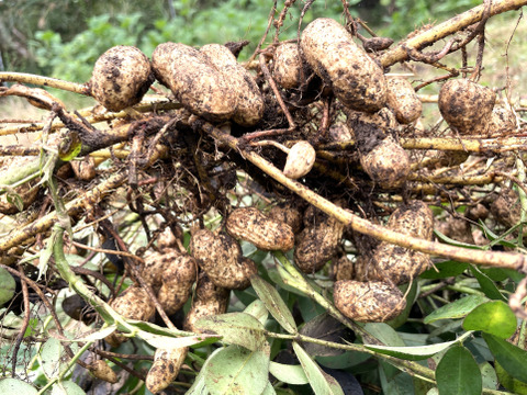 最高級品種「千葉半立落花生」殻付き・生・天日乾燥（煎り落花生用） 群馬県産  160 g
