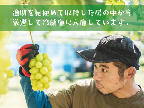 ■低温貯蔵■冬に味わうシャインマスカット２房セット