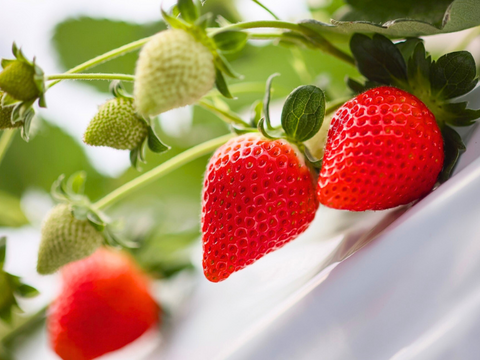 【売り切れ】　【限定100セット】いちごグランプリ受賞いちご食べ比べ便【Aコース】（食べチョク公式）