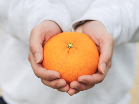 【贈答用】甘平 2kg【シャキッとした食感と弾ける粒感】