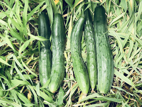 セット10kg【固定種の旨み玉ねぎ】農薬不使用🧅やみつききゅうり！野菜　自然の甘味！