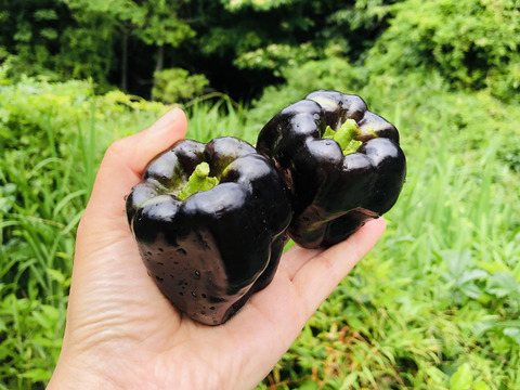 【栄養満点】黒ピーマン✨黒光✨味も色も大好き！青臭さが無くてビックリ！
