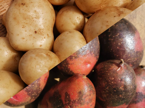 島育ちのじゃがいも食べ比べ！デジマ＆グランドペチカ　計５kg