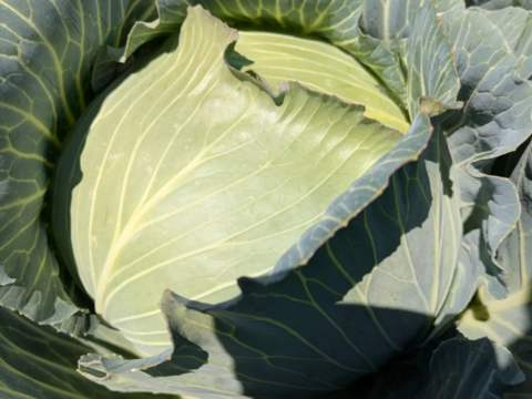 食べてみりん🥦🥬セット