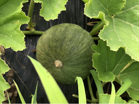 【限定販売】🎃固定種かぼちゃの 5キロ以上セット！無農薬・自然栽培・旨み野菜！