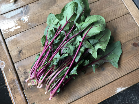 【食べ比べ】ほうれん草＆赤ほうれん草【漢方栽培】