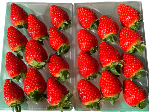 甘さと香りに惚れる朝摘み「古都華」540g 2Lサイズ