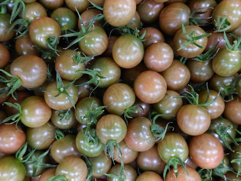 【農場から直送】カラフルミニトマト3Kg箱【新鮮野菜】